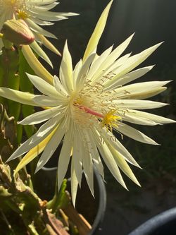 Blooming orchid cactus