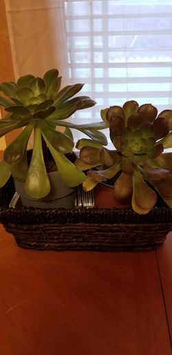 Natural plant