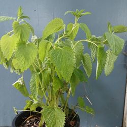 Lemon Balm Herb