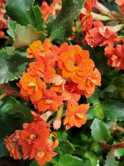 Calanchoe