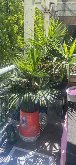 3 Palm Tree for sell