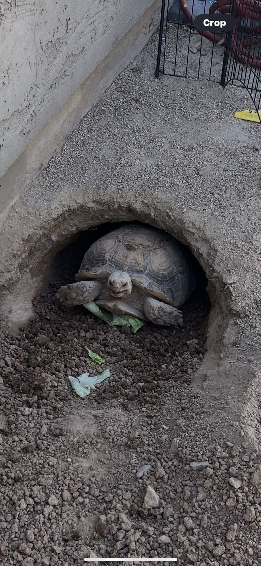 Tortuga De Decierto
