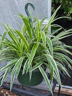 Spider plant in 10" pot live
