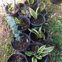 Plantitas De Lengua De Suegra