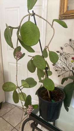 Planta Joya