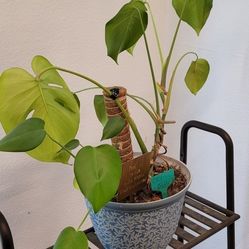 Monstera $15
