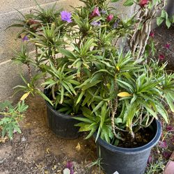 5 Gal Mexican Petunia 
