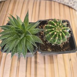 2 Succulents/cactus. $4 Each