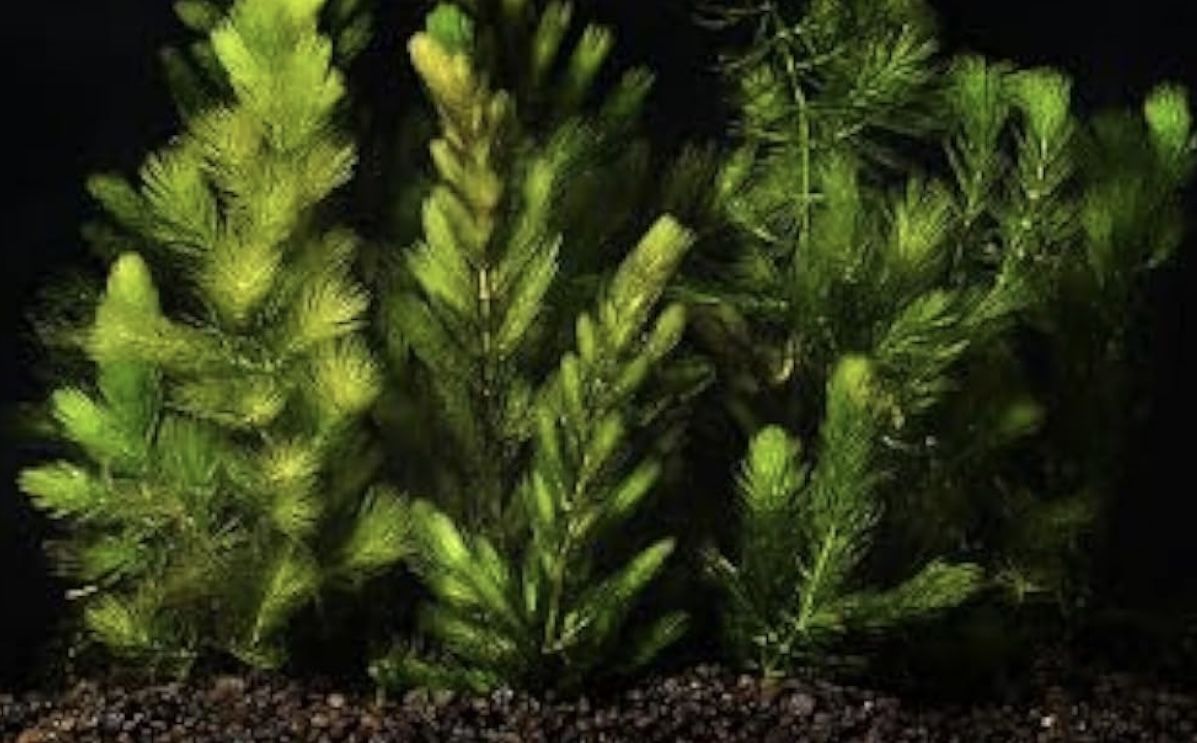 Hornwort Aquarium plant