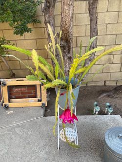 Epiphyllum red large plant