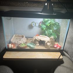 Bearded Dragon Tank 