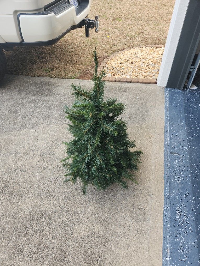 Little Christmas Tree