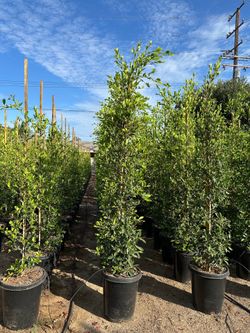 Ficus Nitida Indian Laurel privacy hedge