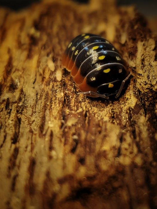 Amadillidium Klugii "Montenegro" Isopods.