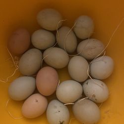 Eggs