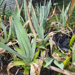 Agave Azul 3gallones 
