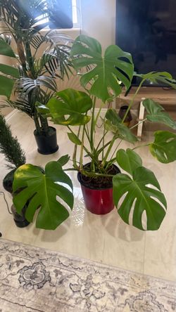 Monstera Deliciosa Live Plant
