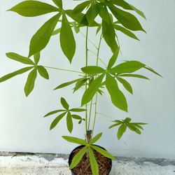 Shan’s Yellow Cassava