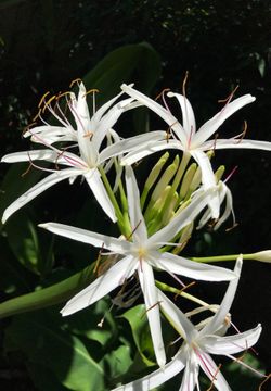 Crinum from Hawaii