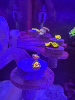 Zoanthids marine tank coral decarations
