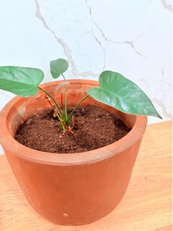 Planta Monstera Deliciosa Juvenil
