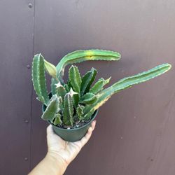 6” stapelia gigantea 