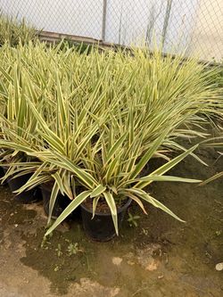 Dianellas 5 gallons