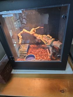 Python Tank