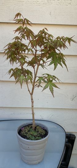 Bonsai, Japan Maple 15 inches