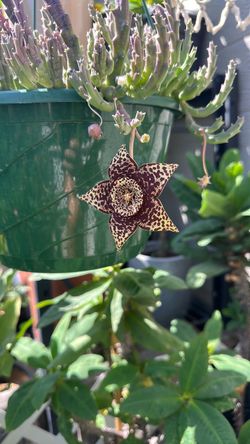 Stapelia