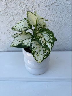 Aglaonema Super White