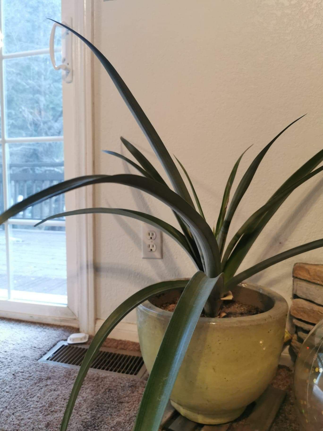 Pineapple plant with pot