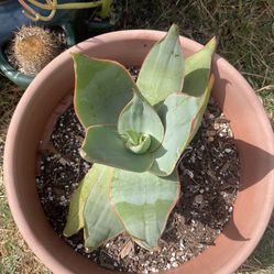 Aloe Striata Plant 