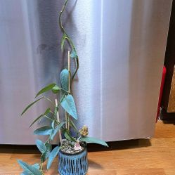 35in. Potted Cebu Blue Pothos 