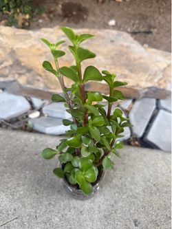 6" Succulent Plant