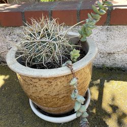 Fishhook Cactus In 8 Inch Ceramic Pot