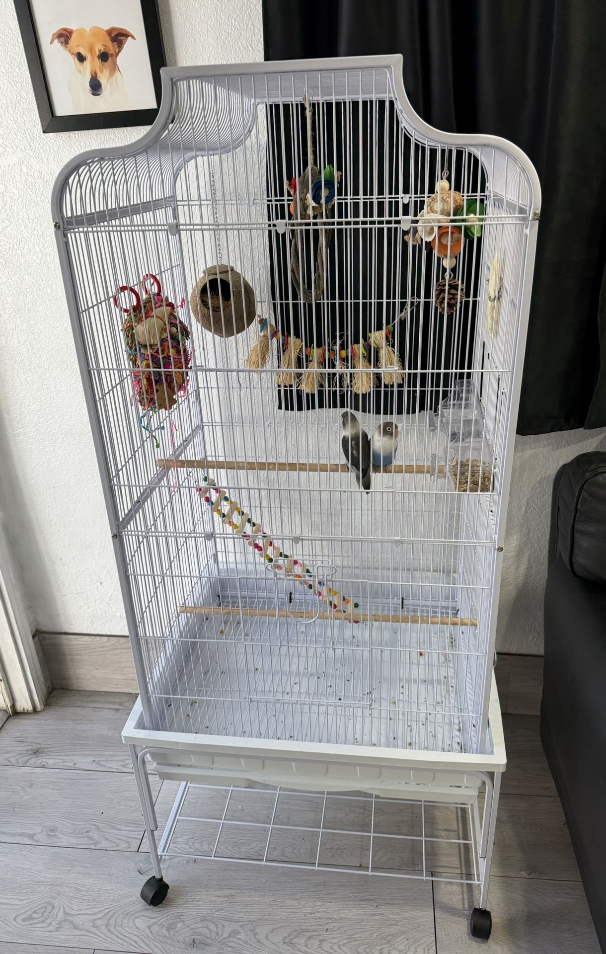 Bird Cage