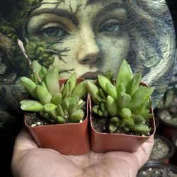 Haworthia Cooperi Plants 🪴🌿