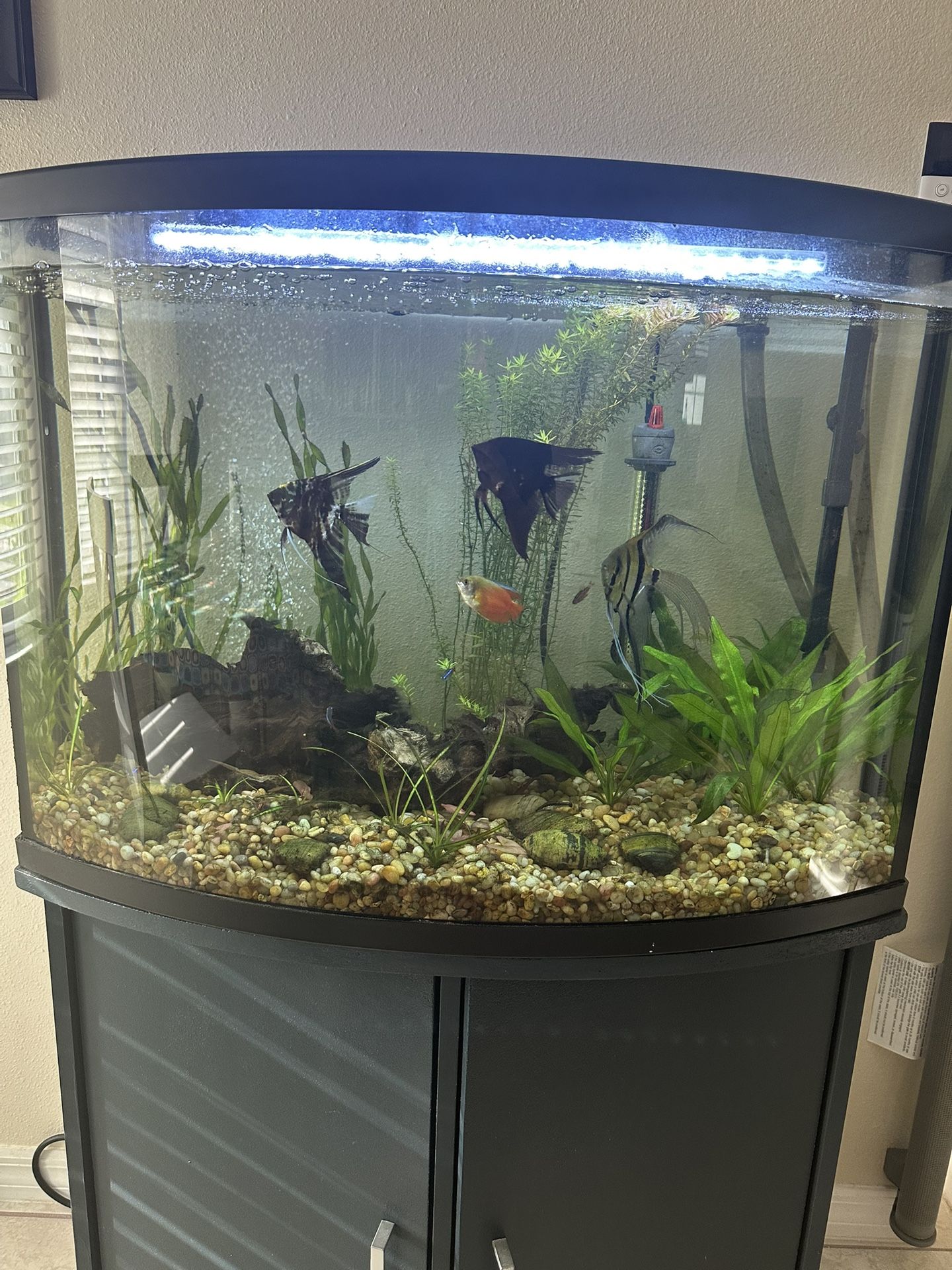 Fish Tank