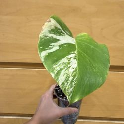 Monstera Albo Cutting - Rooted ** Read Description**