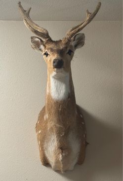 deer
