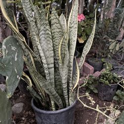 Snake Plant 