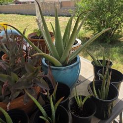 Aloe Vera For SALE $3‐ $15