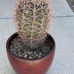 Barrel cactus About 10” 
