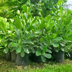 Clusia 3g 7g 15g green privacy hedge 