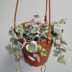 4" Variegated String Of Hearts (B)