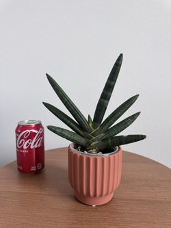 Sansevieria Bouncel Black