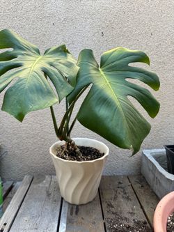 Monstera Deliciosa Live Plant in White Pot
