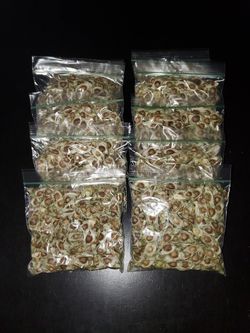 Moringa seeds( semilla de moringa)