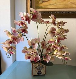 Beautiful orchid